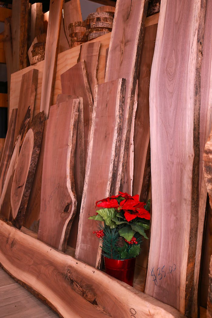 A collection of natural wood slabs displayed with a vibrant red poinsettia in a workshop setting.